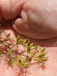 Hypericum lloydii image